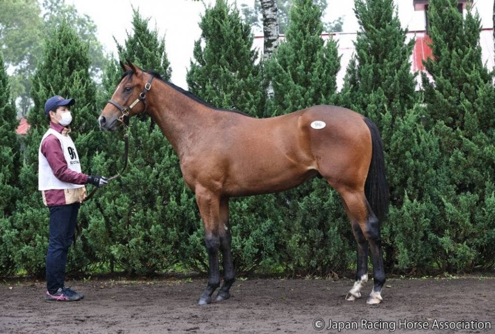 【セレクトセール2021】クイーンズリングの2020が2億円超え その他競技 スポーツブル (スポブル)