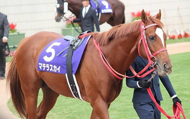 【クラスターC・馬体重】マテラスカイは531kg、ヒロシゲゴールドは480kg(-6)