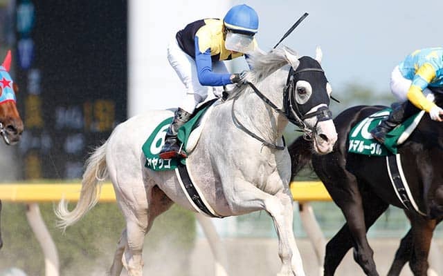 【シリウスS想定】白毛馬ハヤヤッコ、ジャパンダートダービー2着のゴッドセレクションなど