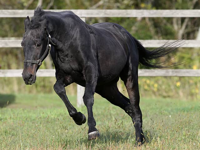 ウマ娘 効果で見学者増 31歳ウイニングチケットら余生を送る3頭のgiホース その他競技 スポーツブル スポブル ウマ娘 効果で見学者増 31歳ウイニングチケットら余生を送る3頭のgiホース その他競技 スポーツブル スポブル