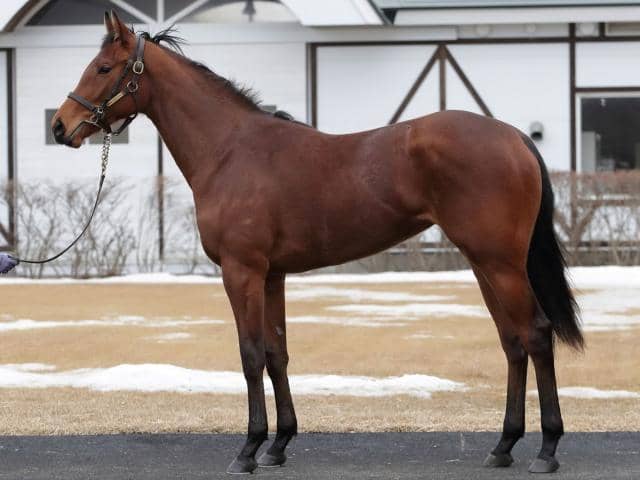 Jra新馬戦 ヒシイグアスの半妹リヴォリなどがデビュー その他競技 スポーツブル スポブル