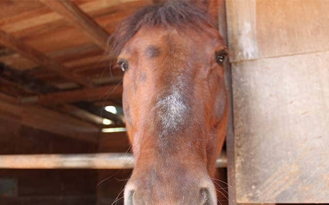 34歳馬でも勝てる「ソフト競馬」 将来的には中央、地方に次ぐ“第三の競馬”に