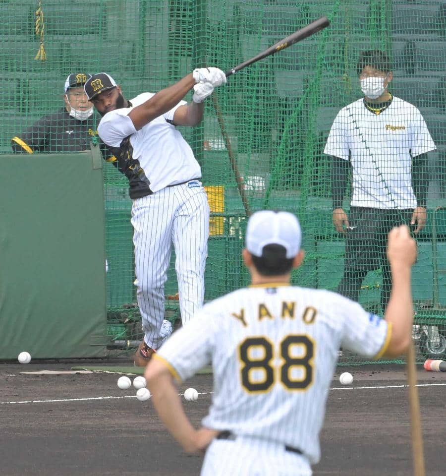 阪神ａ ロッド甲子園８発 合流後即フリー打撃で４４振 井上ヘッド パワーある 野球 スポーツブル スポブル