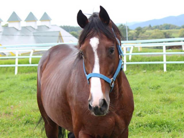 【現地・単勝的中】ドリームジャーニー＆オルフェーヴル　兄弟GⅠ制覇 159】オルフェーヴルと感動の再会…のはずが大事件発生！カメラが