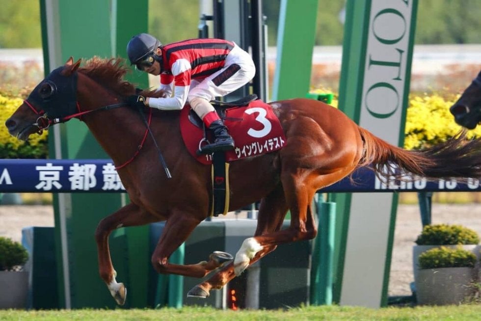 【スワンS】ウイングレイテストが重賞初制覇 その他競技 スポーツブル (スポブル)