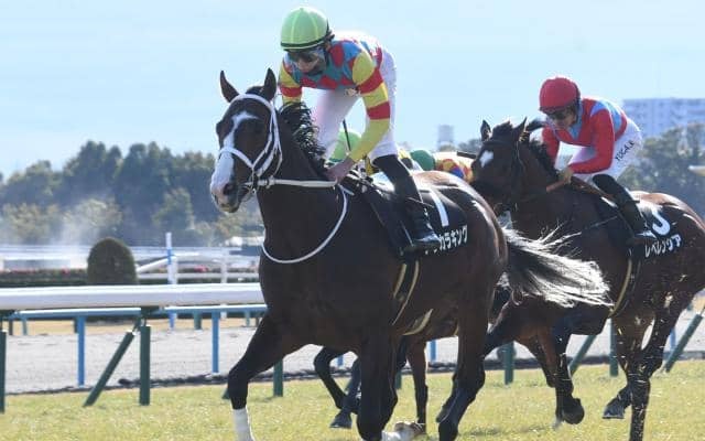 【函館SS前日オッズ】アサカラキングが1.9倍で1番人気