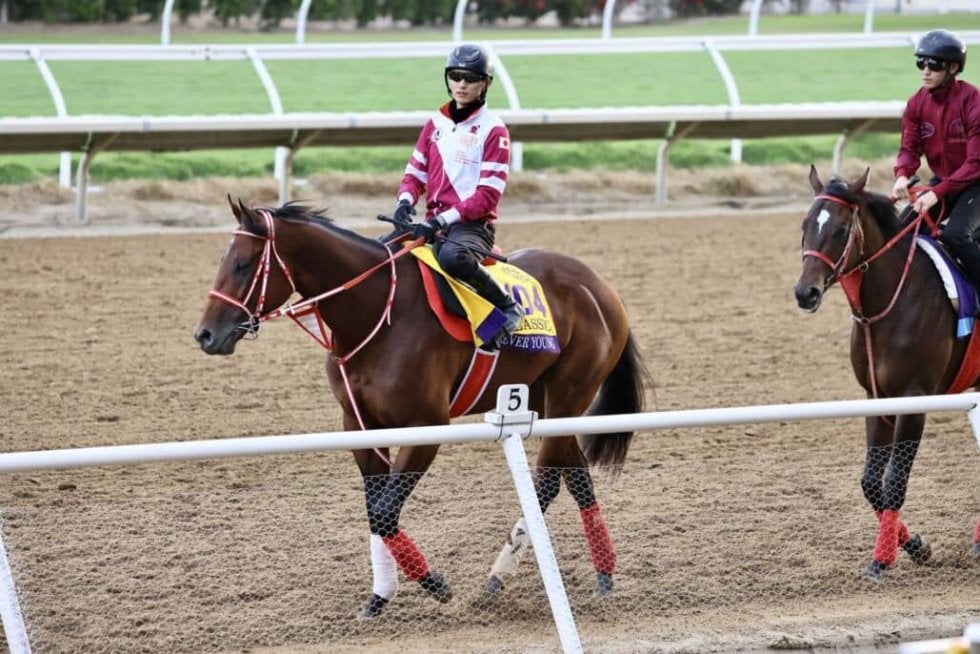 フォーエバーヤング 矢作厩舎 ブリーダーズカップ レア 新品 ブルゾン