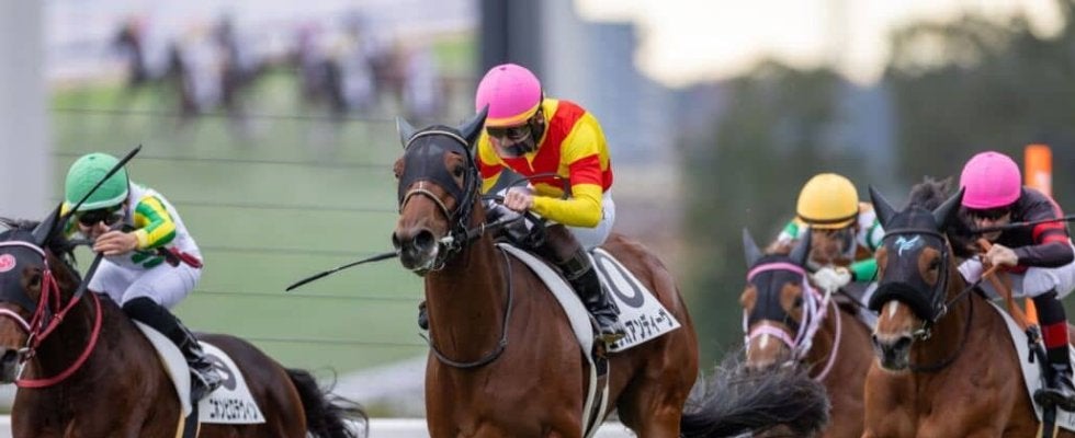 【新馬/京都5R】外国産エリカアンディーヴがデビューV…人気のスティレセイルは9着