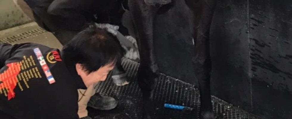 【装蹄師・西内荘コラム】右手薬指を亜脱臼してしまいました…