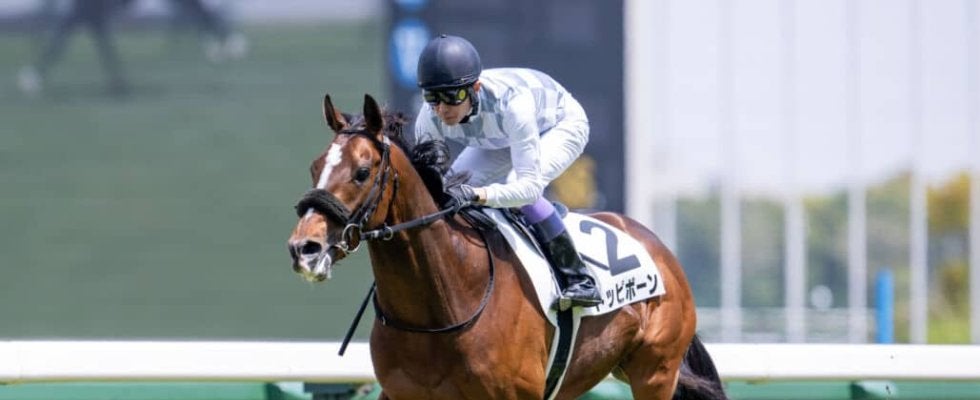 【京都新聞杯登録馬】トッピボーンなど13頭