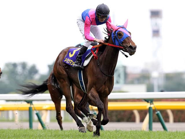 メイショウマンボ　メイクデビュー（新馬戦）　現地的中単勝馬券 ★Ｇ１３勝馬 メイショウマンボ メイクデビュー（新馬戦） 現地的中単勝馬券
