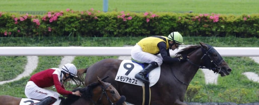 【関東オークス】メモリアカフェは1枠1番へ…JRA馬は4頭