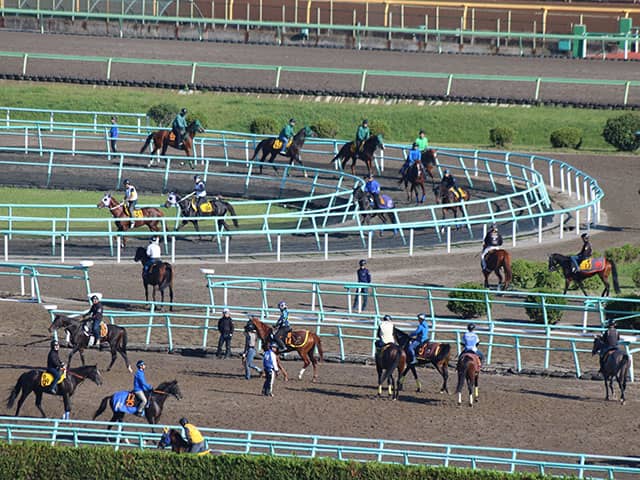 調教ゼッケンや帽子の違いに隠された意味とは 美浦トレセンや函館競馬