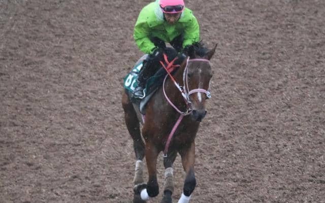 ファントムヴォルトなど先週のゲート試験/栗東トレセンニュース