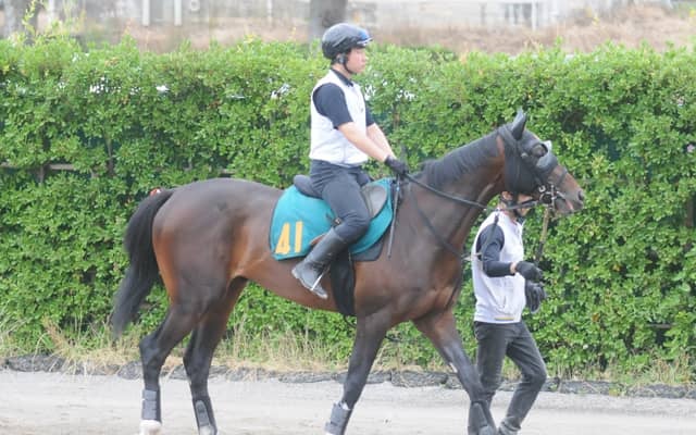 半姉はマイルGI・3勝のソングライン ガードオブオナーが日曜福島で初陣/関東馬メイクデビュー情報