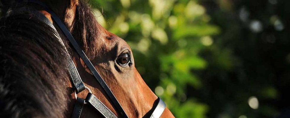 【七夕賞／危険な人気馬】1人気は“26年間”願い叶わなかった歴史も　「重賞勝ち実績なし」に黄信号、18年サーブルオールと重なる不安