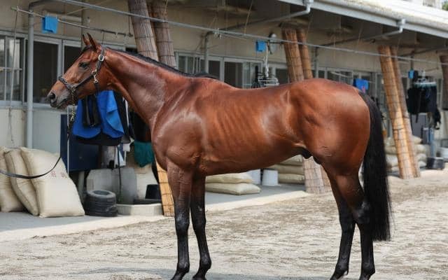 筋肉量、質ともに夏場のGIIIでは“別格の域” 馬体派記者が七夕賞で「不動の軸」に置いた一頭は