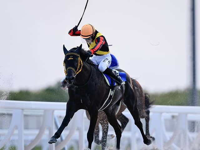 八朔合馬 八朔の馬 大サイズ（23cm） : 芦屋町観光協会ヤフー店 - 通販