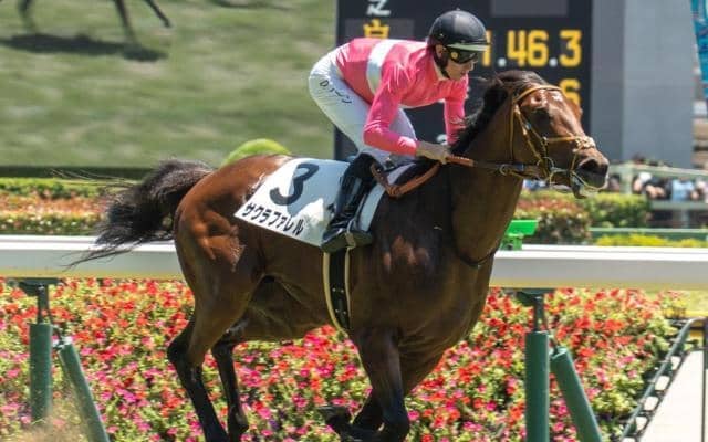 【湯浜特別】半兄は重賞2勝のサクラトゥジュール サクラファレルが連勝なるか
