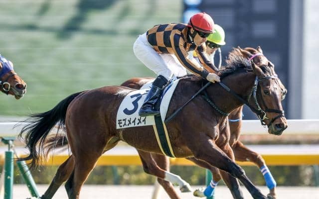 【アイビスSD予想】外枠より狙える傾向がある!? 過去データから探るGIIIアイビスSD