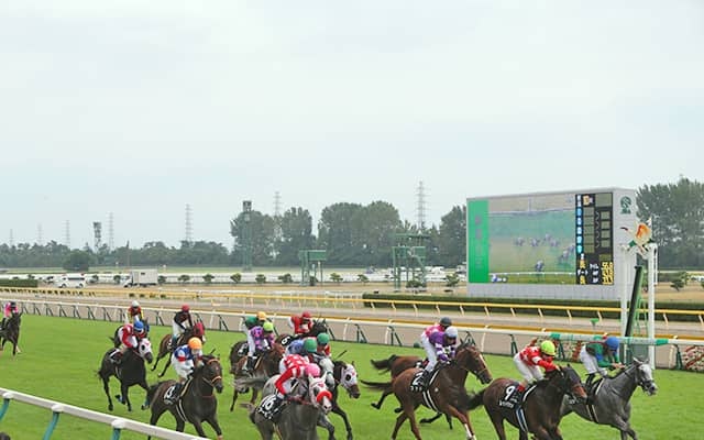 【新潟2R新馬戦結果】ホッコータルマエ産駒チャチャコマニが追い比べを制してV