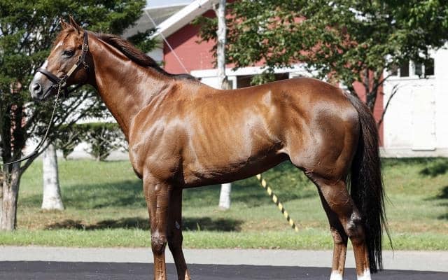 重賞3勝馬ボッケリーニがイーストスタッドに移動 26年から種牡馬に