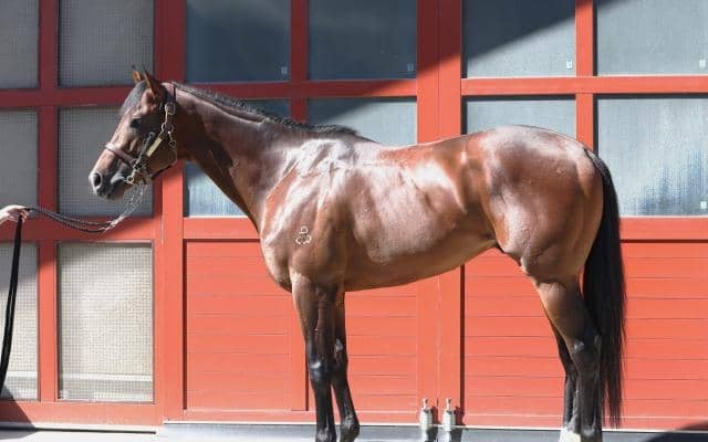 初芝の前走は“負けて強し” 馬体派記者が「重賞級の脚力」と絶賛するCBC賞出走馬