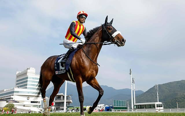 【札幌記念想定】ステレンボッシュやヴェローチェエラなど15頭