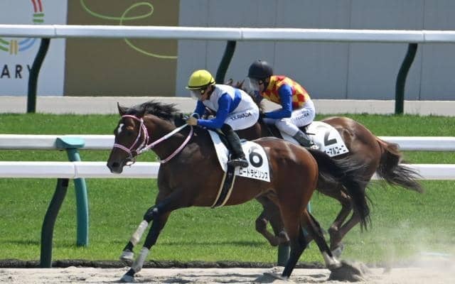 【レパードS・馬体重】ロードラビリンスは484kg(-4)、ヴィンセンシオは514kg(+8)