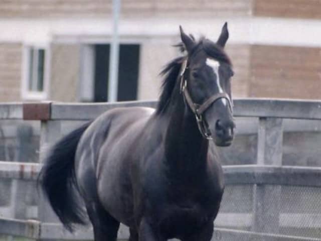 再注目されるサンデーサイレンス 近3年GI馬の約9割が血を継ぐ名種牡馬
