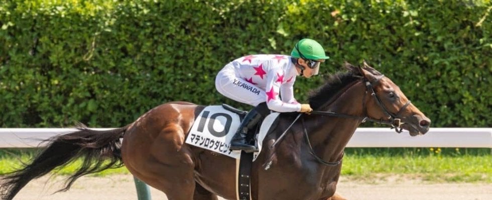 【新馬/新潟6R】外国産マテンロウダビンチが6馬身差圧勝