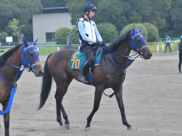 【期限切れ単複馬券】メイクデビュー京都　ブエナビスタ　2008/10/26 期限切れ単複馬券】メイクデビュー京都 ブエナビスタ 2008/10/26