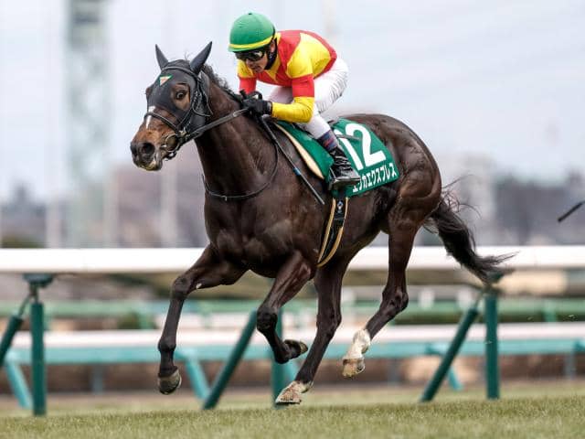 京成杯AH出走馬・騎手確定】エリカエクスプレス＆戸崎圭太騎手