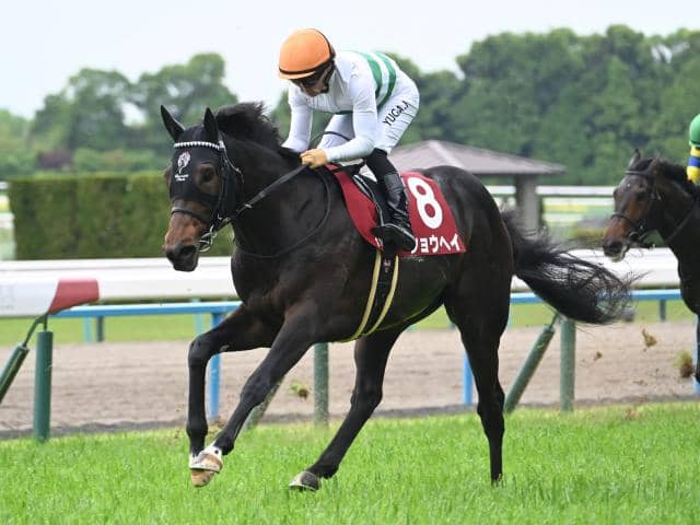 神戸新聞杯想定馬・騎手】ショウヘイ、エリキングなど12頭 | その他競技