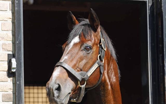 トランセンドが種牡馬引退 余生過ごすyogiboヴェルサイユリゾートファームに到着