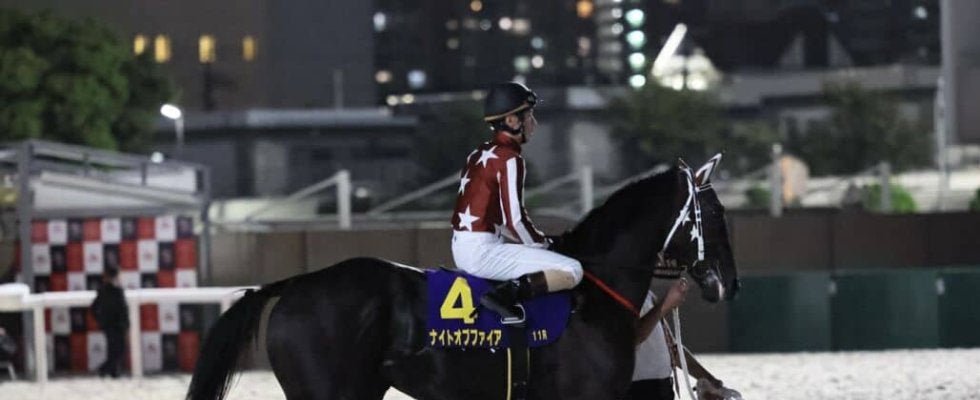 【ジャパンダートクラシック】矢野「これからの馬です」大井のナイトオブファイアは7着