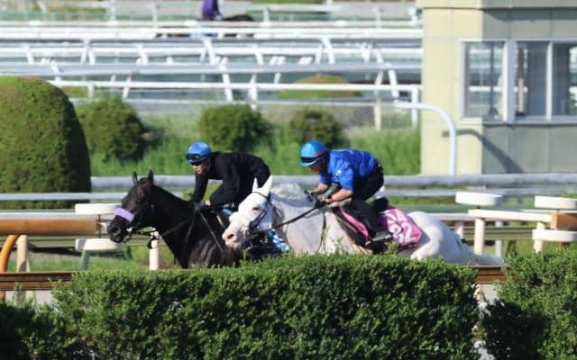 マルガ、アルテミスS2週前追い切り速報/栗東トレセンニュース