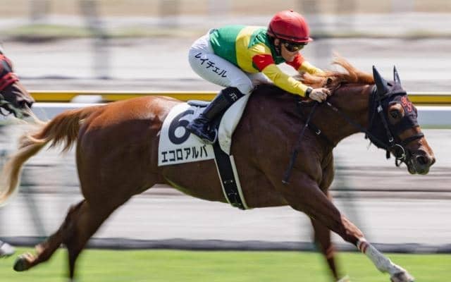 父も母の父も道悪◎ エコロアルバの重賞初制覇だ