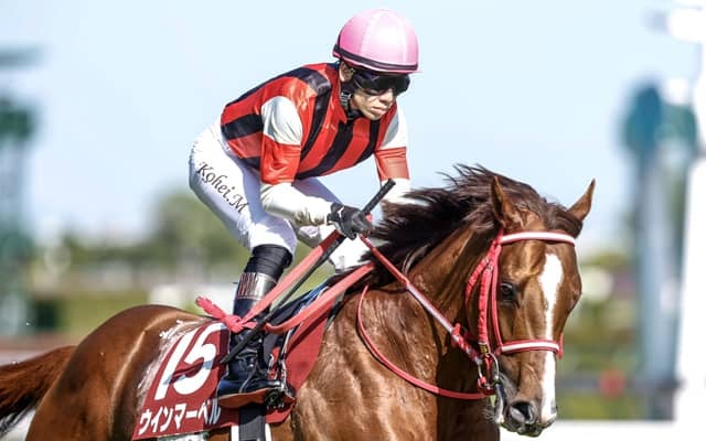 【スワンS枠順確定】ウインマーベルは3枠5番、アドマイヤズームは7枠14番