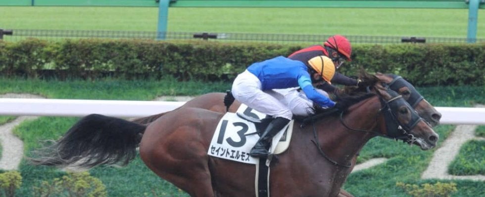 【新馬/東京6R】単勝13番人気セイントエルモズが波乱を演出