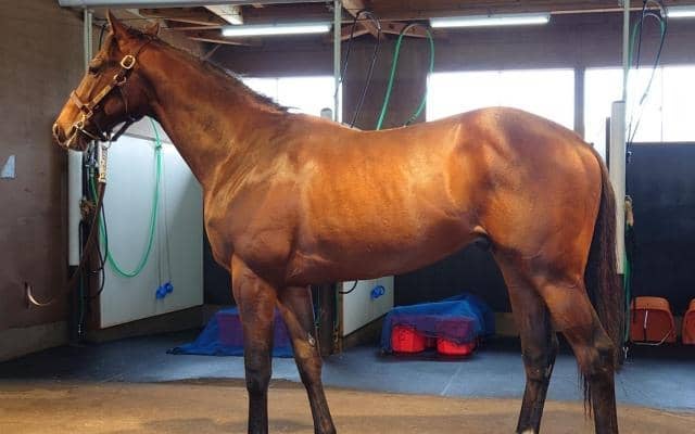 半姉は2歳女王のレシステンシア バルセシートがデビュー勝ちなるか