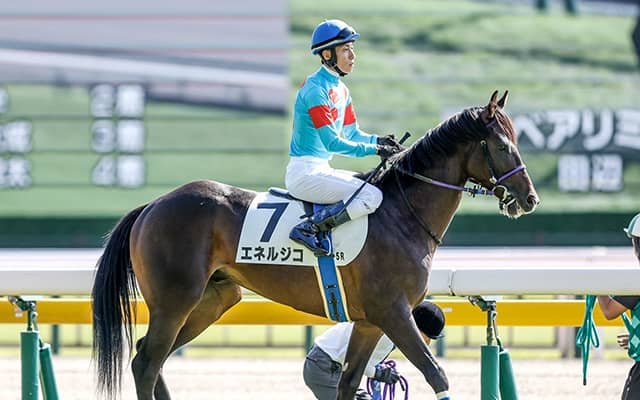 【菊花賞】エネルジコ、ショウヘイらが登録