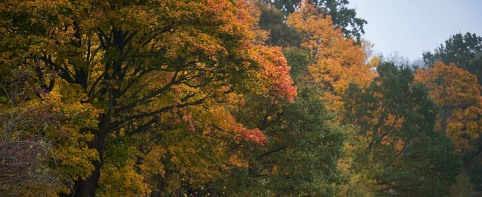 WRCセントラルヨーロッパ：ヒョンデのオイット・タナックはモンテカルロ仕様のi20Nラリー1をドライブ