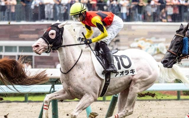 半兄はアオラキ 白毛のスノーエルヴァがデビュー勝ち狙う