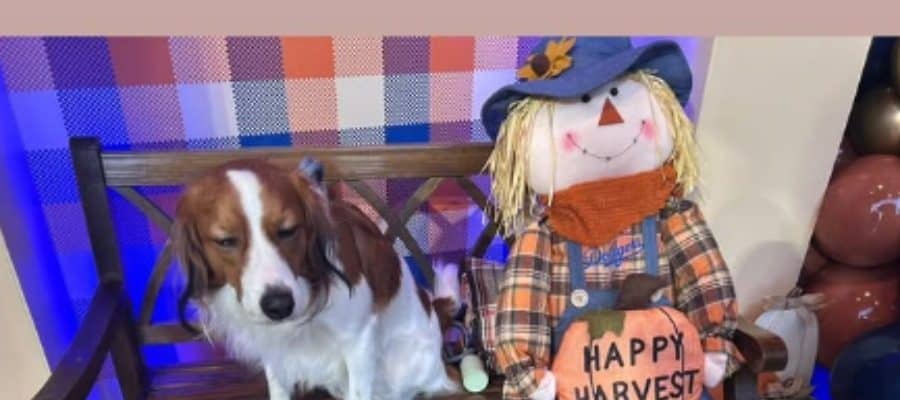 伝説の1日直後…大谷翔平が公開した“ひととき”　ハロウィン仕様のデコピンを投稿