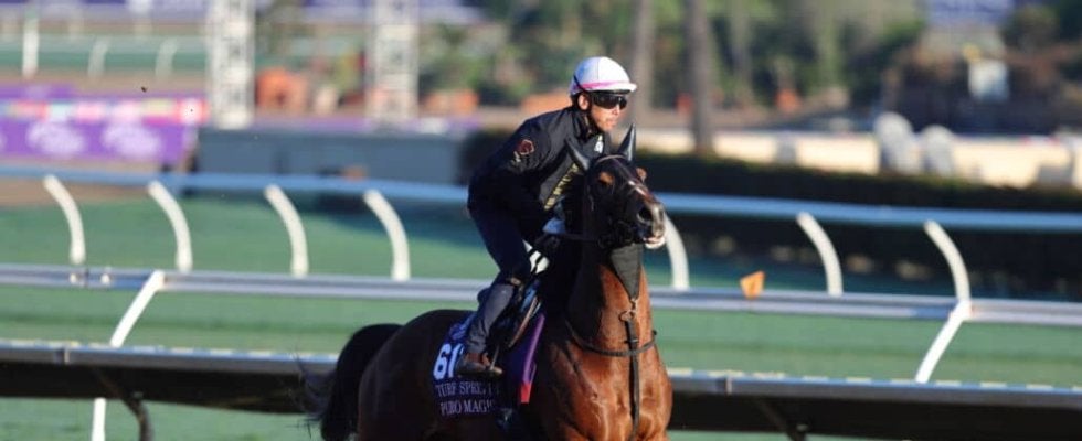 【BCターフスプリント枠順】日本馬2頭が参戦…インビンシブルパパ、ピューロマジックがスピード決戦に挑む