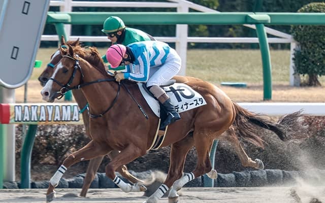 【京都JS枠順確定】ディナースタは8枠9番、レッドバロッサは2枠2番