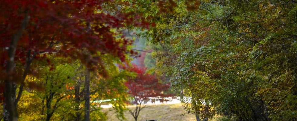 WRCジャパン速報：SS7『Shinshiro 2』はエバンスがこの日2度目のベスト、勝田は総合2番手をキープ