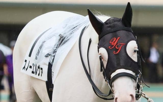 半兄はアオラキ 白毛のスノーエルヴァが2戦目で初勝利なるか