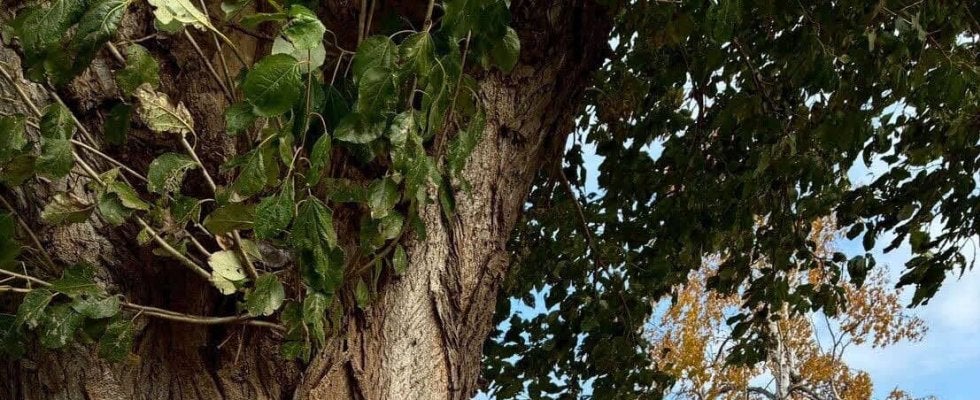 【日本ハム】今年最後の秋を満喫　できなくなって落胆の遊びも…／滝谷美夢のみゆダイアリー